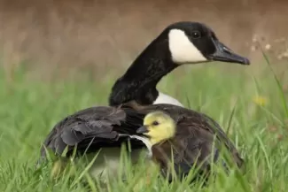 Anyamadár szárnyai alatt fiókájával