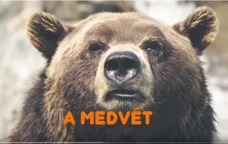 Nagy barna medve feje szemből, közelről