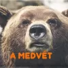 Nagy barna medve feje szemből, közelről