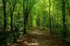 Tavaszi zöld fák, erdei ösvény fényképe